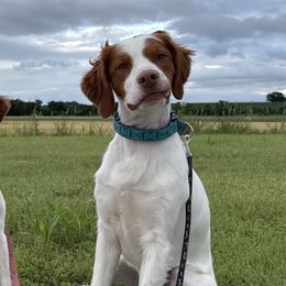 Brittanys from Endellion Brittany’s