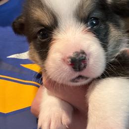 Jelly Roll - Black and tan male American Corgi puppy in Orangevale, California from Corgis of the Heart
