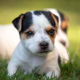 Jack Russell Terrier Puppies from Little Eden Jack Russell Terriers
