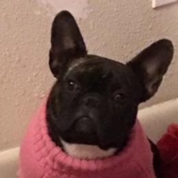 Violet De Bouvier - French Bulldog