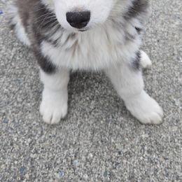 Paris - AKC - Black and white female Siberian Husky puppy in Auburn, Washington from Black Diamond Siberian Huskies