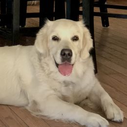 Macey - Golden Retriever