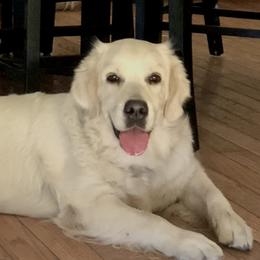 Macey - Golden Retriever
