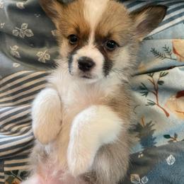 Pembroke Welsh Corgi Puppies from The Grooming Barn LLC/ Wet Dog Ranch