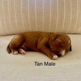 Tan Male - Red  male Goldendoodle puppy in Springville, Utah from JW Doodles