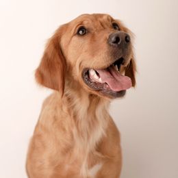 Skye - Golden Retriever