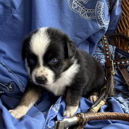 Australian Shepherd Puppies from Cross Arrow K Awesome Aussies
