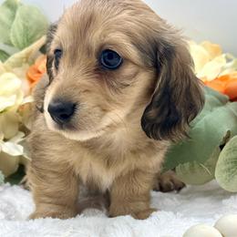 Erie - Cream female Dachshund puppy in Exeter, California from Sawtooth Miniature Dachshunds