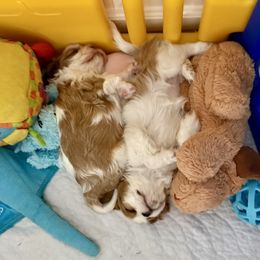 Cavalier King Charles Spaniel Puppies from Reynolds Farms Cavaliers