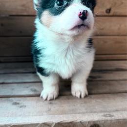White blaze - Black and white female American Corgi puppy in Pioneer, Michigan from Country Corners Corgis