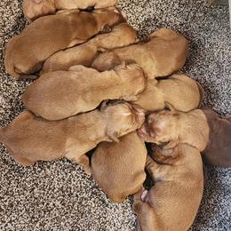 Field Bred Golden - Golden male Golden Retriever puppy in Ada, Oklahoma from OK GunDogs