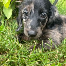 Scout AKC - Dapple male Dachshund puppy in Argos, Indiana from TKO Doxies