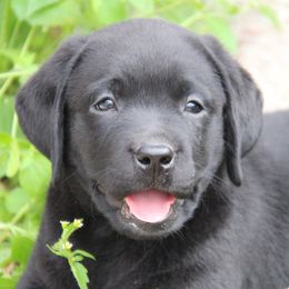 Labrador Retriever Puppies from Trapper Creek Labradors