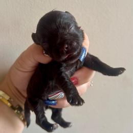 Boy 3 - Black and silver male Miniature Schnauzer puppy in Independence, Missouri from Crown Schnauzers KC