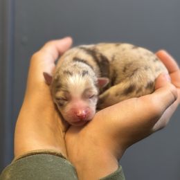 Vanilla Bean - Merle female Pomsky puppy in Sturgis, Kentucky from Furever Pomskies