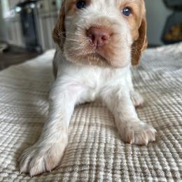 Pineapple - Lemon and white male English Springer Spaniel puppy in Kellyton, Alabama from Wildwood