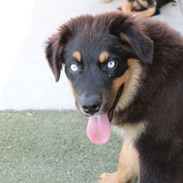 Mackenzie - Black tri-color male Australian Shepherd puppy in Sonoita, Arizona from Gardner Canyon Kennels