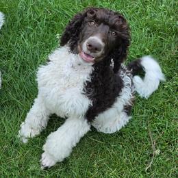 Creme Brulee - Parti male Poodle puppy in Clayton, Washington from Short Legs & Curly Wags LLC