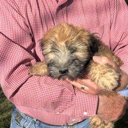 Blue Collar Male - Wheaten Soft Coated Wheaten Terrier puppy in Cody, Wyoming from Yellowstone Breeders