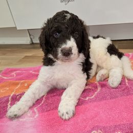 Graham - male Newfypoo puppy in Mckenzie, Tennessee from Small Town Doodles & Poodles