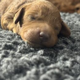 Cupid - Red  male Goldendoodle puppy in Twin Falls, Idaho from Magic Valley Family Doodles