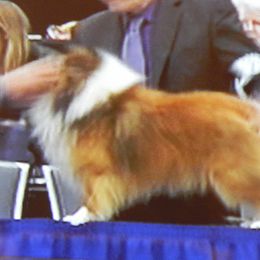 Shetland Sheepdog puppies from MV Shelties You can see more about me at Mountainviewshelties