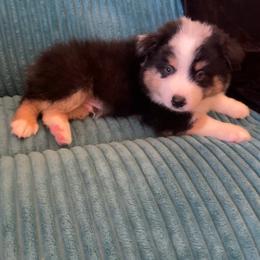 Rip - Black tri-color male Australian Shepherd puppy in Riverside, California from Majestic Wrangler’s Aussie’s