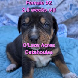 Girl 2 - female Catahoula Leopard Dog puppy in Perry, Florida from O'Leos' Acres Catahoulas