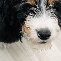 Goldendoodle Puppies from Labradoodleday