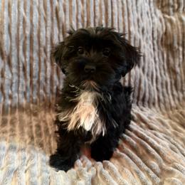 Red collar - Black female Shorkie puppy in Staten Island, New York from Sensational Shorkies