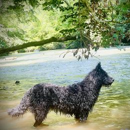 Dutch Shepherds from Best Friends Dutchie
