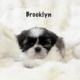 AKC Brooklyn - Tricolor female Shih Tzu puppy in Greenville, South Carolina from Babyface Shih Tzu