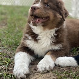 Jake - Red tri-color Australian Shepherd puppy in Greenville, Texas from Huneycutt Wiggles
