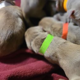 Orange - Chocolate male Labrador Retriever puppy in Anderson, Texas from TLS Retrievers