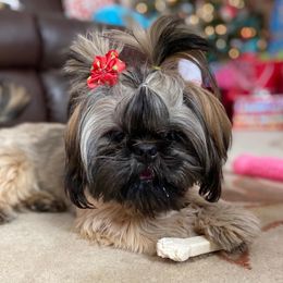 Khali - Shih Tzu