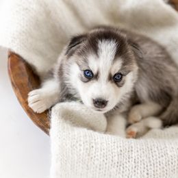 Siberian Husky Puppies from Hargaden Huskies