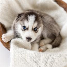 Siberian Husky Puppies from Hargaden Huskies