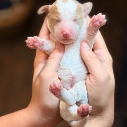 Peach - Parti female Goldendoodle puppy in Macclenny, Florida from Baker County Goldendoodles