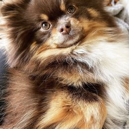 Maizie - Pomeranian