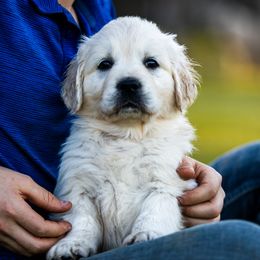 Golden Retriever Puppies from Coconut Cream Goldens