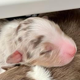 Red Merle F - Red merle female Australian Shepherd puppy in Cotati, California from Tried and True Aussies