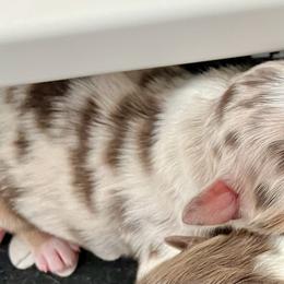 Red Merle F - Red merle female Australian Shepherd puppy in Cotati, California from Tried and True Aussies