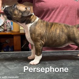 Persphone - American Staffordshire Terrier puppy from Odylic Amstaffs