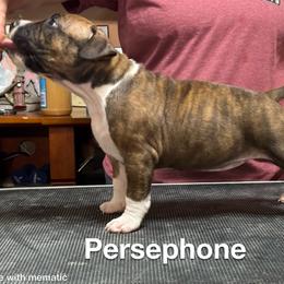 Persphone - American Staffordshire Terrier puppy from Odylic Amstaffs