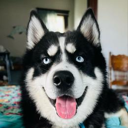 Mick - Black and white male Siberian Husky puppy in Rochester, Indiana from Dances With Huskies