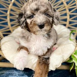 Bernedoodle Puppies from Dulcito Bernedoodles