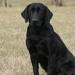 Rosa - Labrador Retriever