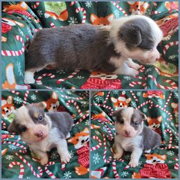 Pembroke Welsh Corgi Puppies from Corgis by the Lake