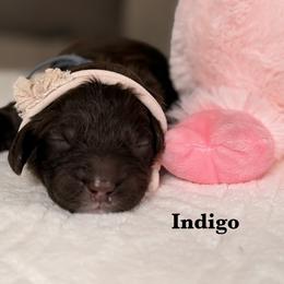 Indigo - Chocolate male Australian Labradoodle puppy in Citrus Heights, California from Elite Blend Labradoodles