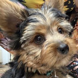 Sir Winston McSwain - Black and gold male Yorkshire Terrier puppy in Phoenix, Arizona from Coursey’s Yorkies